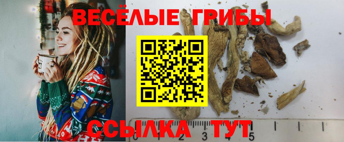 Курчалой  закладки  Вход с VPN  Псилоцибиновые грибы GOLDEN TEACHER 